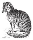 Meerkat or Suricate, vintage engraving
