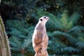 Meerkat - Suricate is watching around on a high point