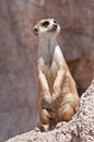 Meerkat. Royalty Free Stock Photo