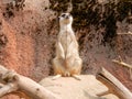 Meerkat or suricate wattching on the lookout sitting on a rock.