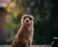 The meerkat or suricate, 2 years old outside