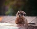 The meerkat or suricate, 2 years old outside