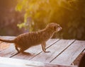 The meerkat or suricate, 2 years old outside