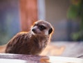 The meerkat or suricate, 2 years old outside