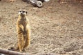 Meerkat or Suricate in the zoo