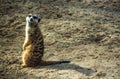 Meerkat or Suricate in the zoo