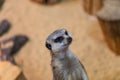 Meerkat or suricate in the zoo Royalty Free Stock Photo