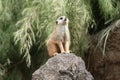 Meerkat Suricato Looking Up