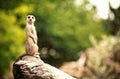 Meerkat (Surikate) Royalty Free Stock Photo