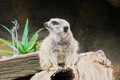 Meerkat Surikate found in Melbourne Zoo, Australia Royalty Free Stock Photo