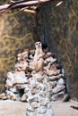 Meerkat Surikate found in Melbourne Zoo, Australia Royalty Free Stock Photo