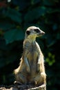 Meerkat (Surikate Royalty Free Stock Photo