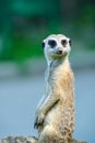 Meerkat (Surikate