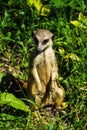 Meerkat (Surikate Royalty Free Stock Photo