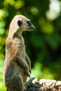 Meerkat (Surikate Royalty Free Stock Photo