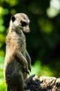 Meerkat (Surikate Royalty Free Stock Photo