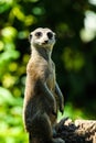 Meerkat (Surikate Royalty Free Stock Photo