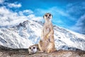 Meerkat Surikate in Snow Mountain