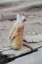 Meerkat (Surikate) Royalty Free Stock Photo