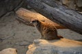 Meerkat Surikate, zoo of Frankfurt Royalty Free Stock Photo