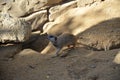 Meerkat Surikate, zoo of Frankfurt
