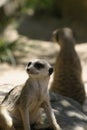 Meerkat at Taronga Zoo