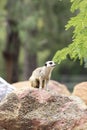 Meerkat