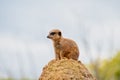 Meerkat on top of a rock on lookout Royalty Free Stock Photo