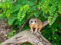 Meerkat on a tree trunk Royalty Free Stock Photo