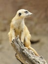 Meerkat on Trunk Royalty Free Stock Photo