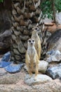 Meerkat Royalty Free Stock Photo