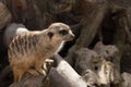 Merkat standing on the branch. Suricata suricatta