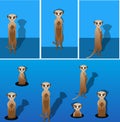 Meerkat Royalty Free Stock Photo