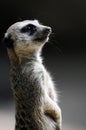 Meerkat vertical