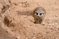 A meerkat walking towards camera out on the rocks in the desert Suricata suricatta