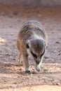 A meerkat walks and digs in the dirt in the desert Suricata suricatta