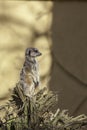 Meerkat on watch. Copy Space. Royalty Free Stock Photo