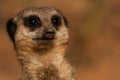 Meerkat watch Royalty Free Stock Photo