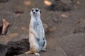 Meerkat Suricata stands near his den at the San Diego zoo In California
