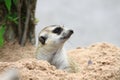 Meerkat Watching Royalty Free Stock Photo