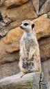 meerkat watching closely