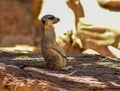 Meerkat watching the neighbourhood Royalty Free Stock Photo