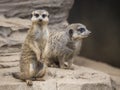 Meerkat (Suricata Suricatta)