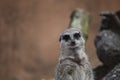 Meerkat Royalty Free Stock Photo