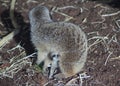 Meerkat with young Royalty Free Stock Photo