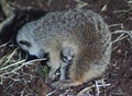 Meerkat with young Royalty Free Stock Photo