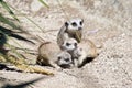 Meerkat young playing Royalty Free Stock Photo