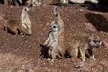 Meerkat in zoo