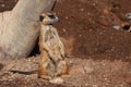 Meerkat in zoo