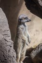 Meerkat